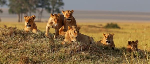 4-Day Ruaha National Park Safari with Mkwawa Museum and Isimila