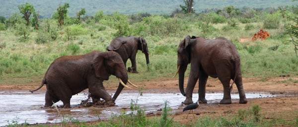 2-Day Tsavo East Safari with Dust-Red Elephants and Aruba Dam
