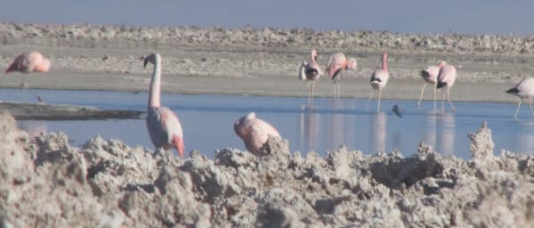 11-Hour Red Stones and Altiplanic Lagoons Tour from San Pedro