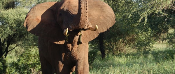 10-Day Tanzania Safari with Big Five and Olduvai Gorge