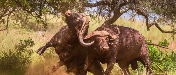 1-Day Akagera National Park Safari with Big Five Game Drives