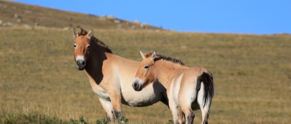 3-Day Hustai National Park Tour with Ungut Monuments