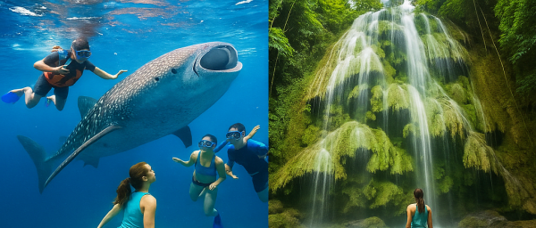 1-Day Whale Shark and Moalboal Snorkelling Tour in Cebu