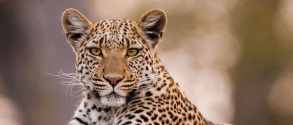 4-Day Serengeti and Ngorongoro Luxury Safari with Big 5 Viewing