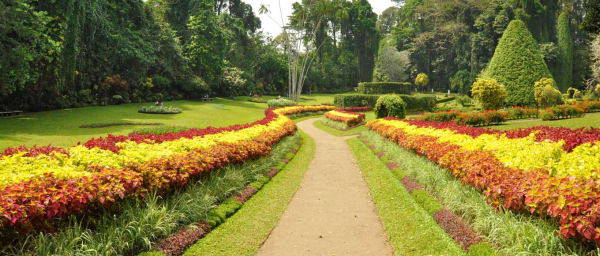 10-Hour Pinnawala and Kandy Sightseeing Tour with Tea Factory Visit