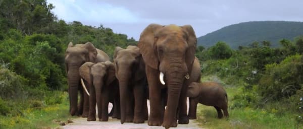 10-Hour Addo Elephant National Park Safari with Morning and Afternoon Drives