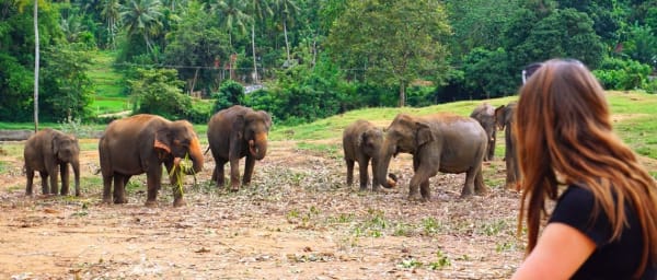 3-Day Cultural Triangle Tour from Colombo with Elephants and Dambulla