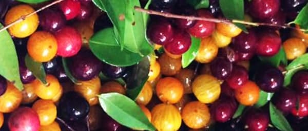 5-Hour Private St. Martin Food Tour with Dutch, French and Creole Tastings