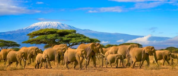 1-Day Mount Kilimanjaro Hike to Mandara Hut via Marangu Gate