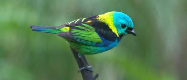 6-Hour Tijuca Forest Bird Watching Tour with 220 Bird Species