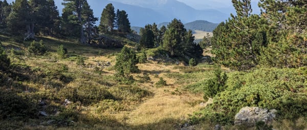 Half-Day Birdwatching Walk in Chamrousse with Alpine Meadow Views