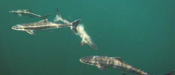 3-Day Sports Fishing Tour in Kuala Rompin with Sailfish Hunting