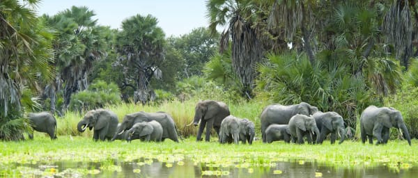 3-Day Selous Wildlife Safari with Rufiji River Boat and Bush Walk