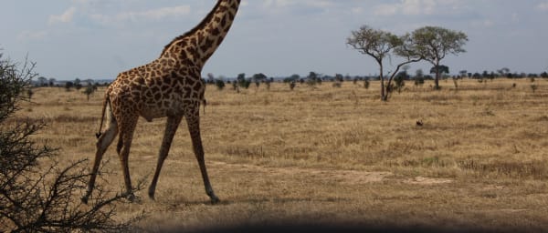 5-Day Mikumi and Ruaha Safari with Game Drives and Walking Safari