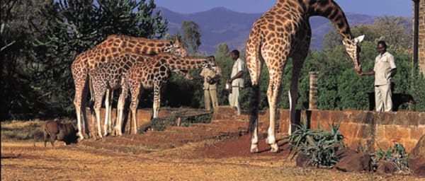 4-Hour Nairobi Karen Blixen Museum Tour with Giraffe Centre Visit