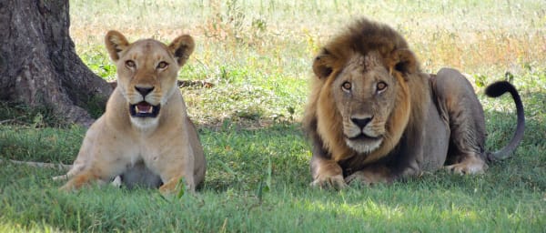 1-Day Mikumi National Park Safari from Zanzibar with return flights