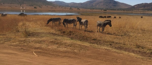 3-Day Pilanesberg Safari from Johannesburg with Big Five Game Drives