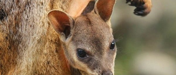 8-Hour Cairns Rainforest and Coral Coast Tour with Kuranda Option