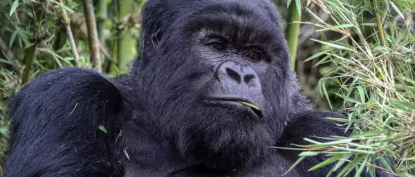 4-Day Gorilla Trekking Tour in Rwanda with Volcanoes National Park