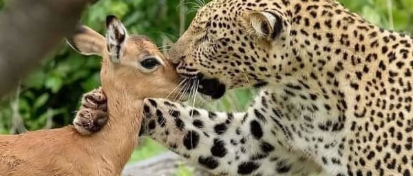 3-Day South Luangwa Wildlife Safari from Mfuwe with Birdwatching