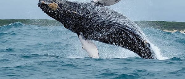 11-Hour Algoa Bay and Addo Elephant Safari with the Big 7 Experience