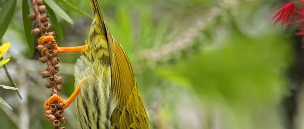 8-Hour Fraser's Hill Bird Watching Tour from Kuala Lumpur