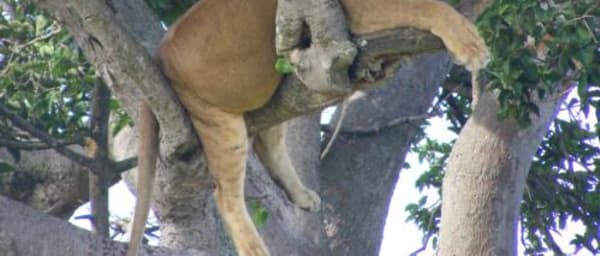 3-Day Queen Elizabeth National Park Safari from Kampala with Chimps