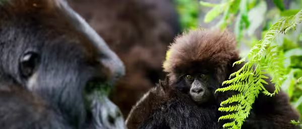 6-Day Gorilla Trek and Luxury Wildlife Safari in Uganda and Rwanda