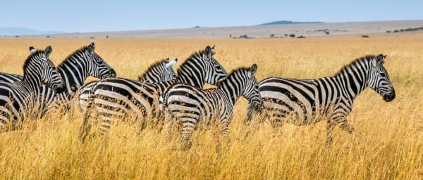 6-Day Tanzania Camping Safari through Serengeti and Ngorongoro