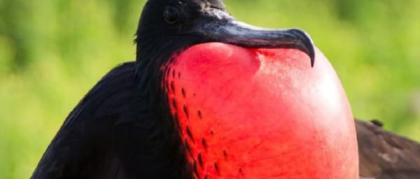 8-Day Galapagos Island-Hopping Tour with Kicker Rock and Bartolomé