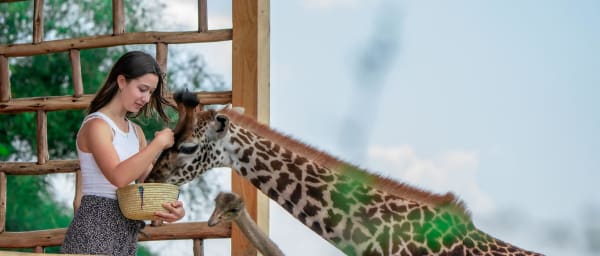 Full-Day Serval Wildlife and Maasai Cultural Tour from Arusha or Moshi