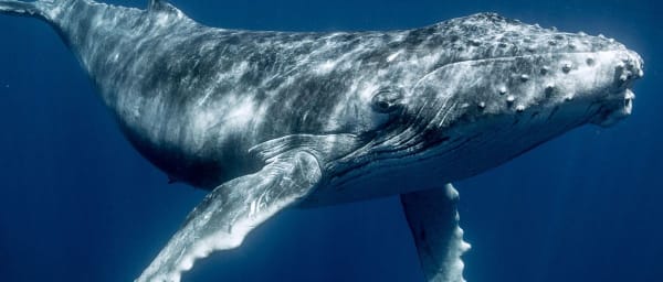 Demi-journée d'observation des baleines à Libreville dans le parc Pongara