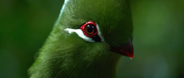 9-Hour Sanctuary Tour in The Crags with Birds of Eden and Monkeyland