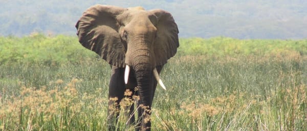 2-Day Murchison Falls Wildlife Safari from Entebbe with boat cruise
