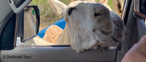2-Hour Bonaire Donkey Sanctuary Tour with Kralendijk Town Insight