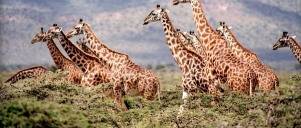 2-Day Tarangire and Lake Manyara Safari from Arusha