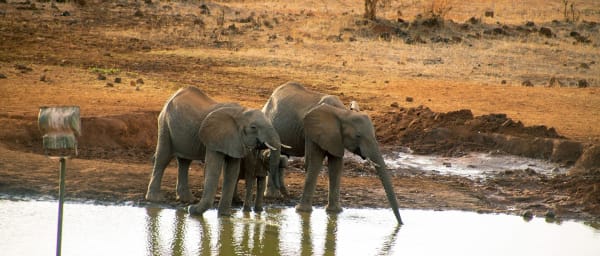 5-Day Luxury Safari in Tsavo West and Amboseli with Kilimanjaro