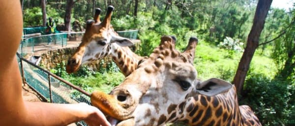 1-Day Mombasa Cultural Tour with Old Town and Fort Jesus