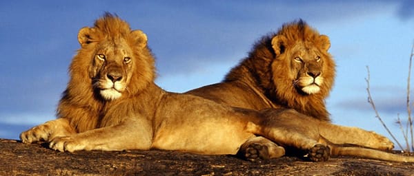 5-Day South Africa Safari and Cultural Tour with Pilanesberg and Soweto