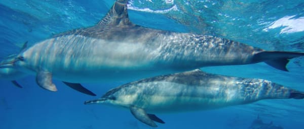 8-Hour Private Dolphin House Boat Trip in Hurghada with Snorkelling