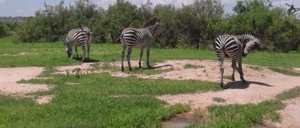 3-Day Ruaha National Park Safari from Iringa with Park Stays