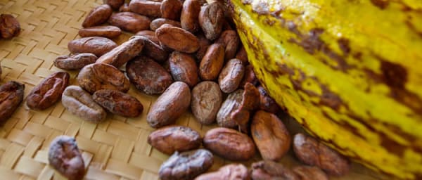 Full-Day Chocolate Making Tour in Hopkins at the Living Mayan Museum