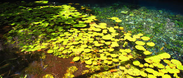 7-Hour Tulum Nature Tour with Cenotes, Turtles and Xcacel Beach