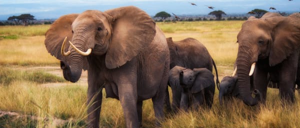 4-Day Amboseli and Tsavo Safari with Kilimanjaro Views
