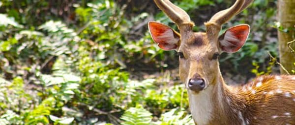 3-Day Chitwan Wildlife Tour from Kathmandu with Tharu Village Visit