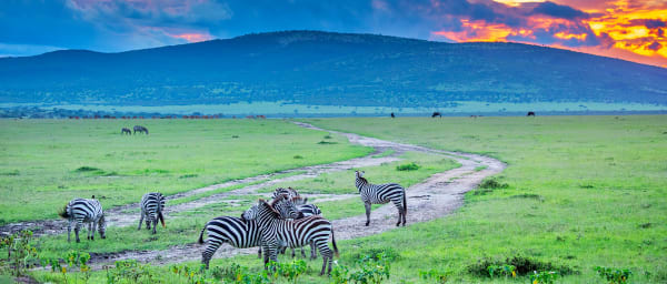 1-Day Moremi Game Reserve Safari from Maun with Picnic Meals