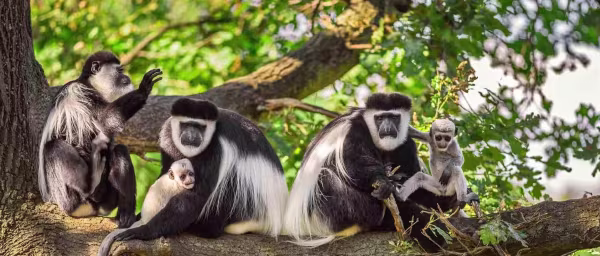 Full-Day Arusha National Park Safari with Momella Lakes and Walking