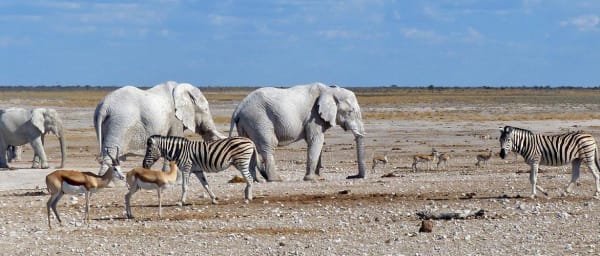3-Day Etosha National Park Safari from Windhoek with Game Drives