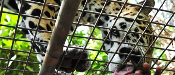 Full-Day Belize Zoo Wildlife Tour with Conservation Insights