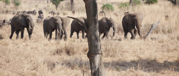 2-Day Mikumi National Park Wildlife Tour from Zanzibar with Maasai Visit